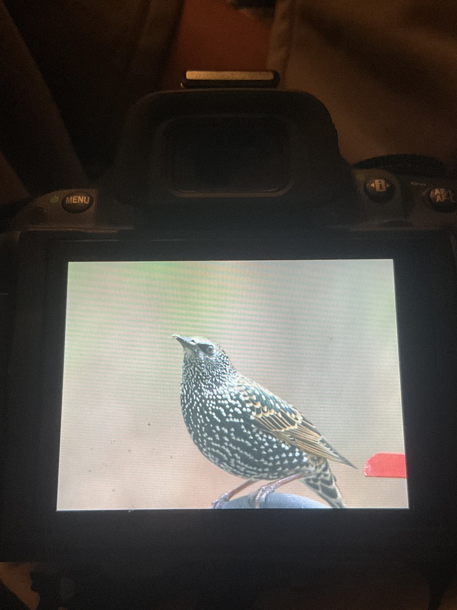 ホシムクドリ - ML645755086