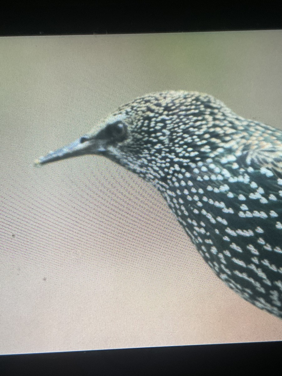 ホシムクドリ - ML645755088