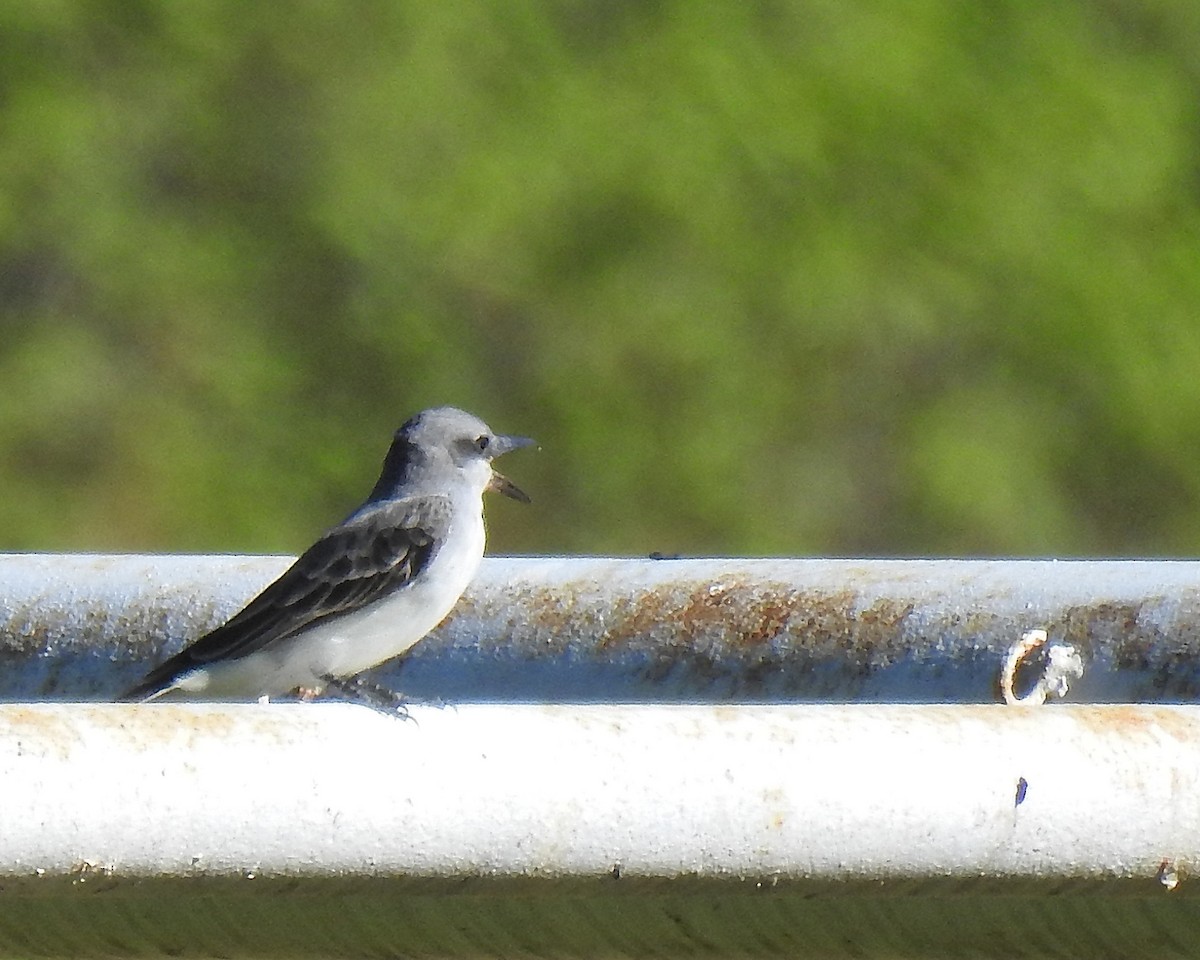 ハイイロタイランチョウ - ML645755089