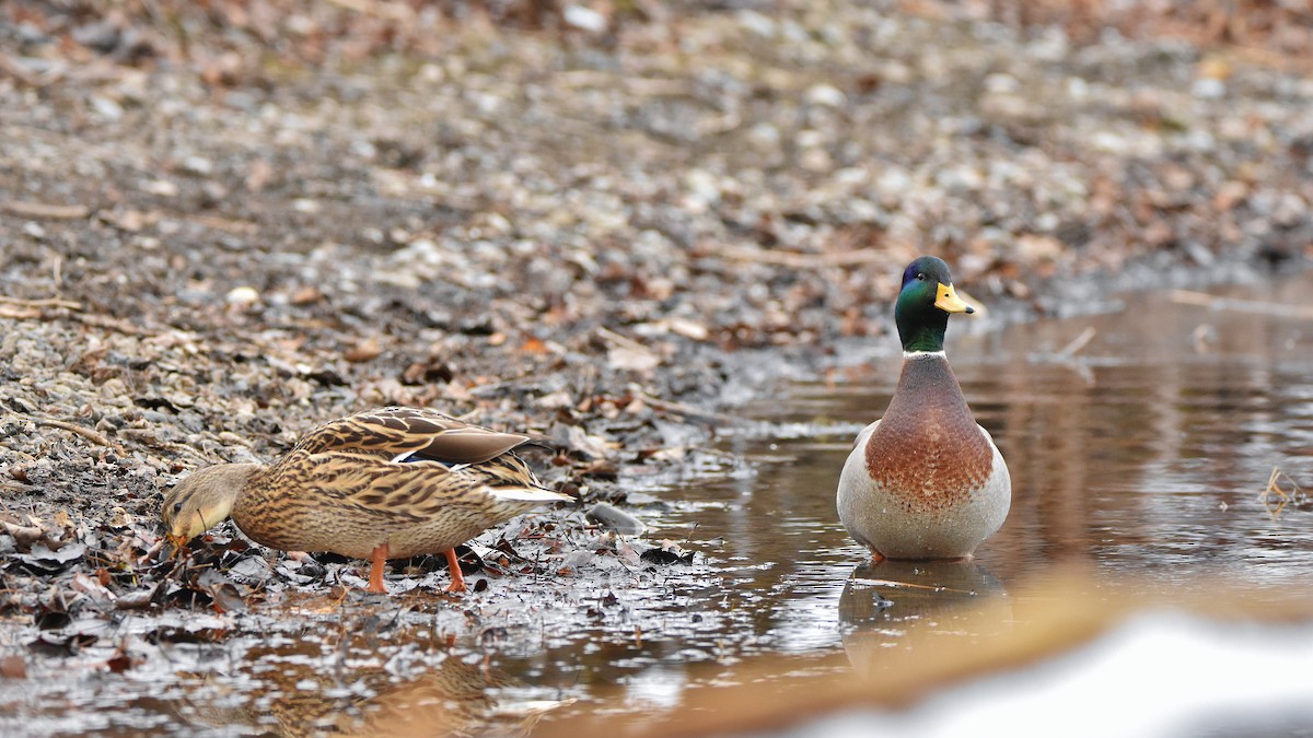 マガモ - ML645755090