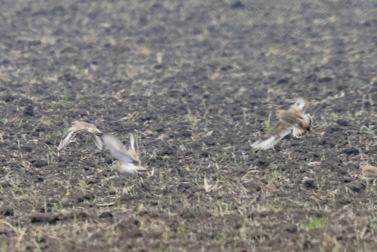 ミヤマチドリ - ML645755092