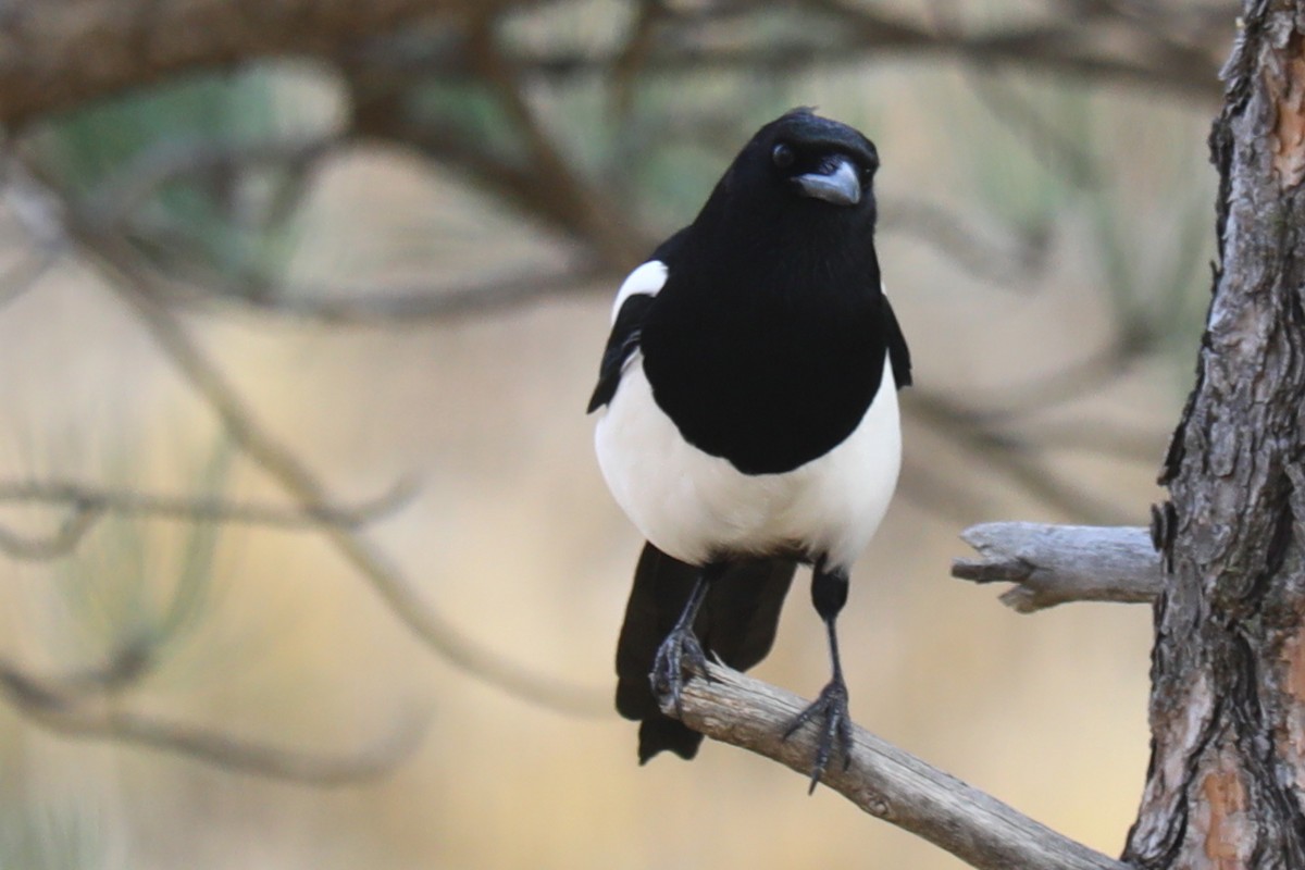 アメリカカササギ - ML645755094