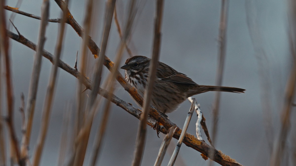 ウタスズメ - ML645755096