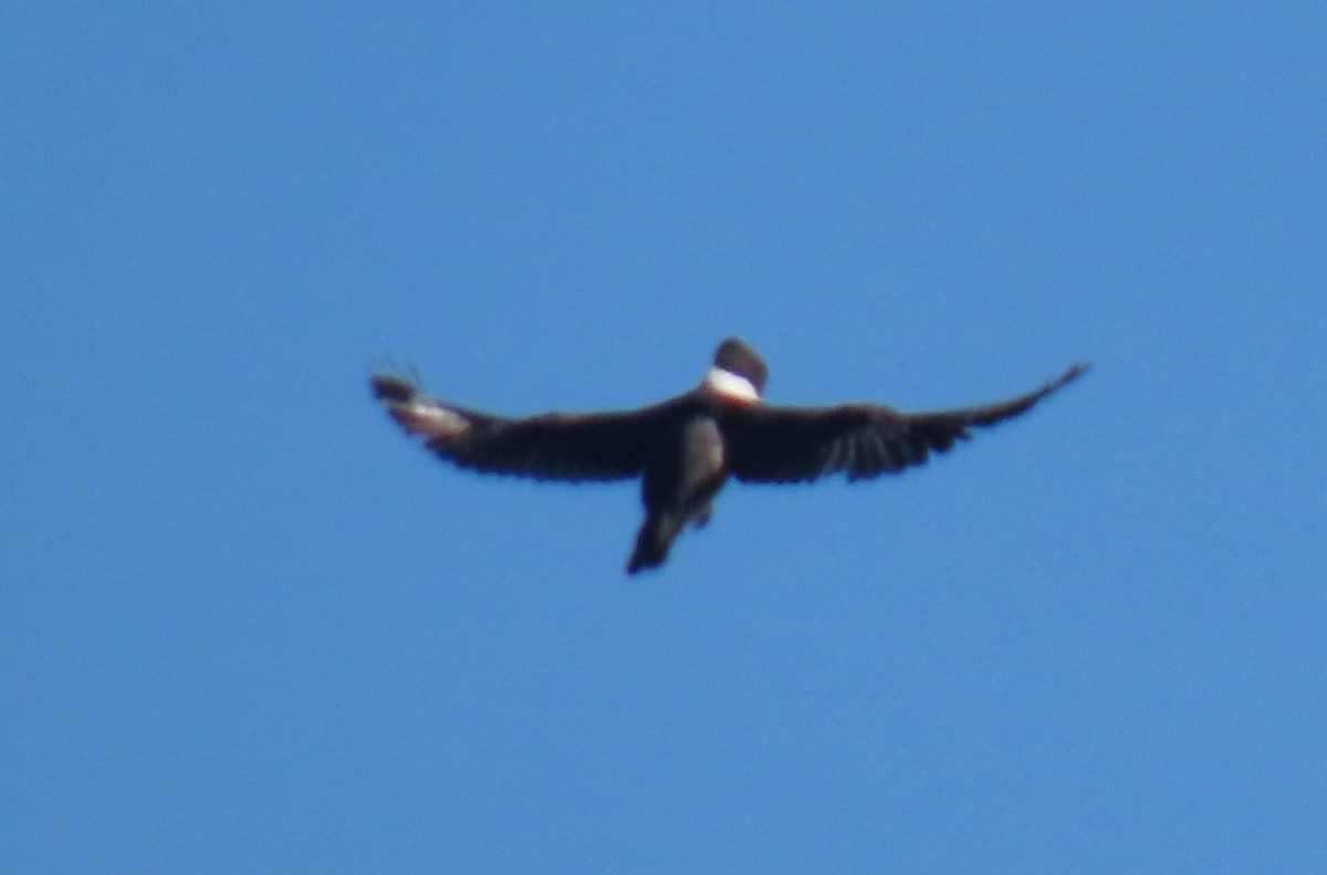 アメリカヤマセミ - ML645755097