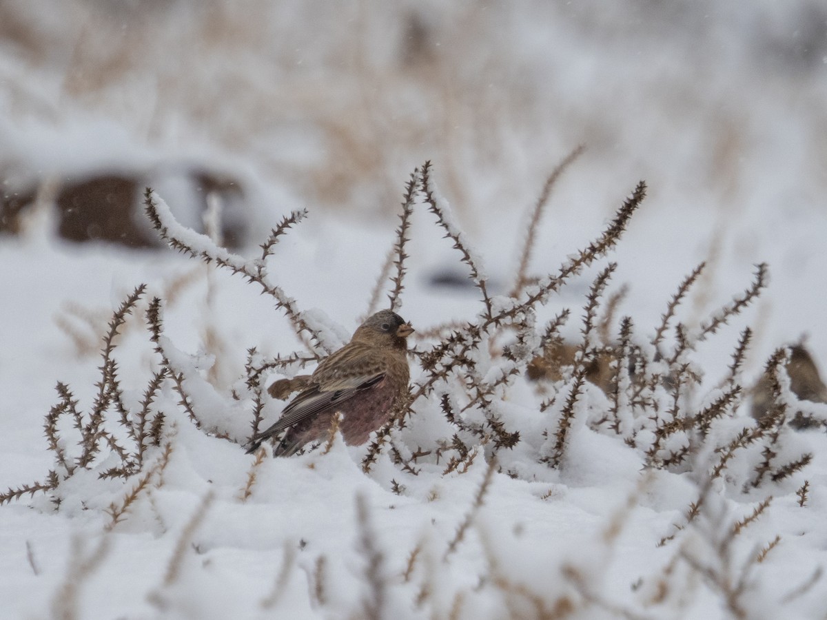 チャボウシハギマシコ - ML645755098