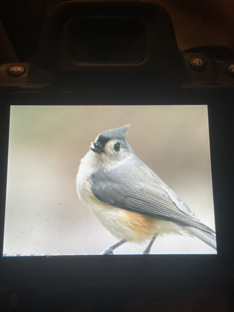 エボシガラ - ML645755100