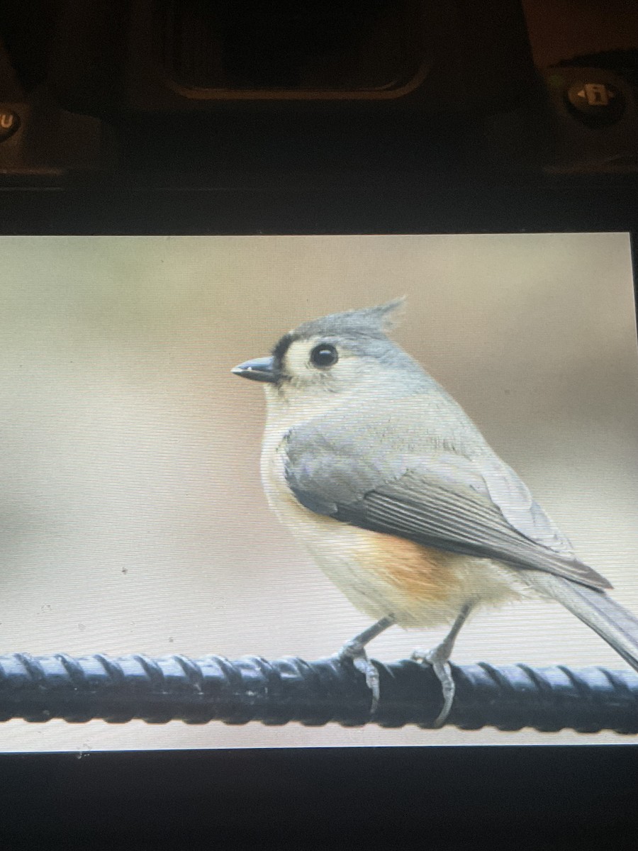 エボシガラ - ML645755101