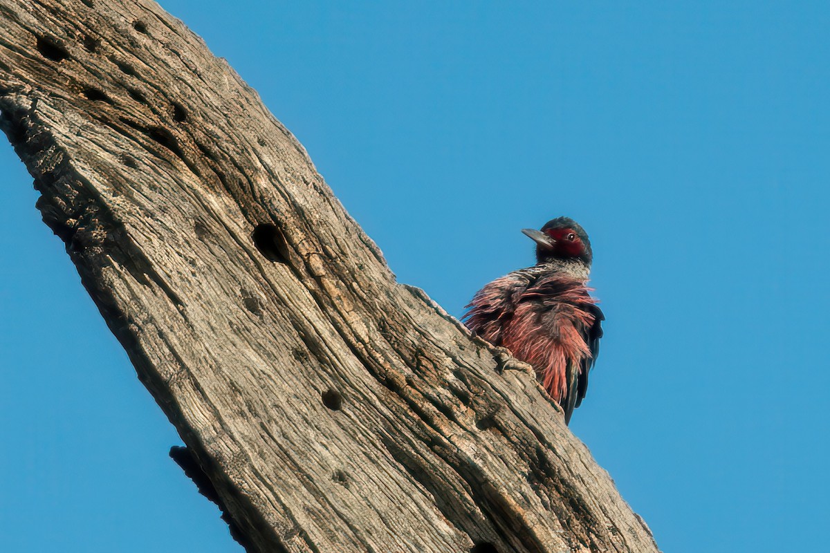 ルイスキツツキ - ML645755102