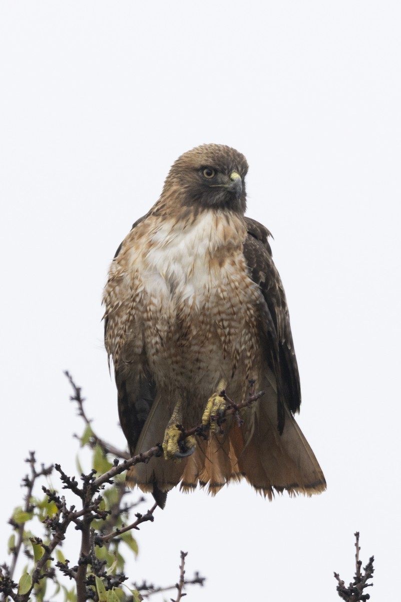 Red-tailed Hawk - ML645755108