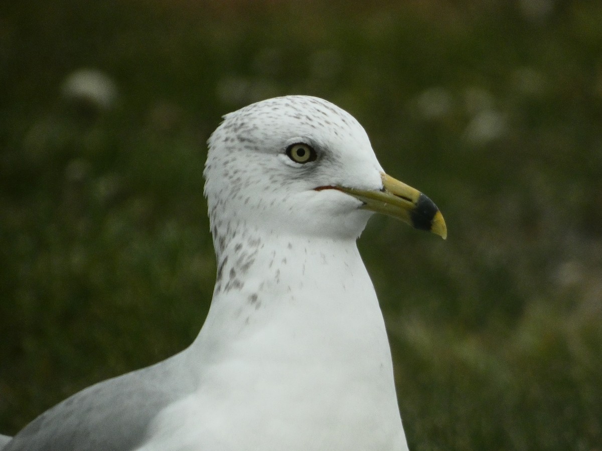 Delawareko kaioa - ML645755114