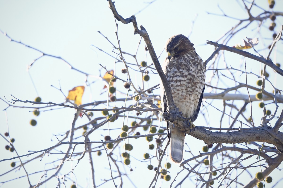 Red-shouldered Hawk - ML645755118
