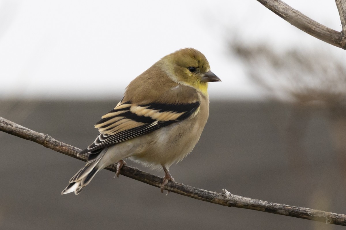 American Goldfinch - ML645755127