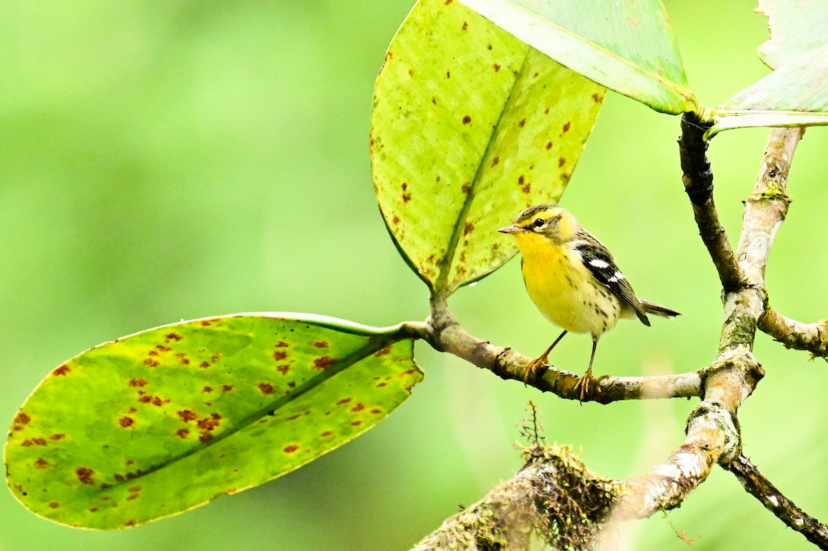 Blackburnian Warbler - ML645755133