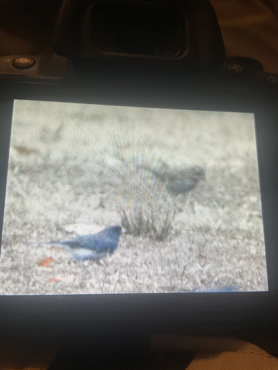 Dark-eyed Junco - ML645755139
