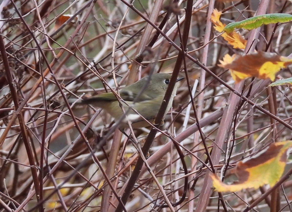 Ruby-crowned Kinglet - ML645755144