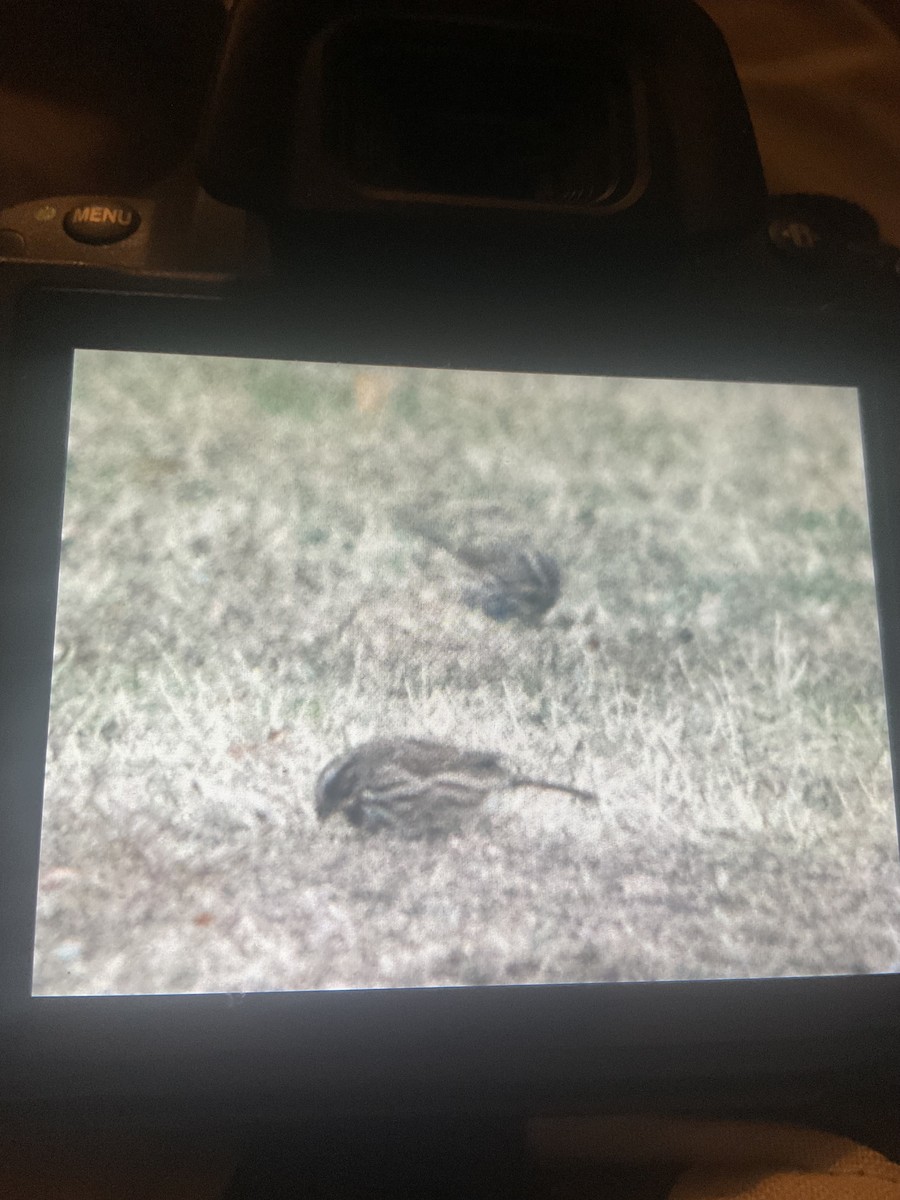 Song Sparrow - ML645755145