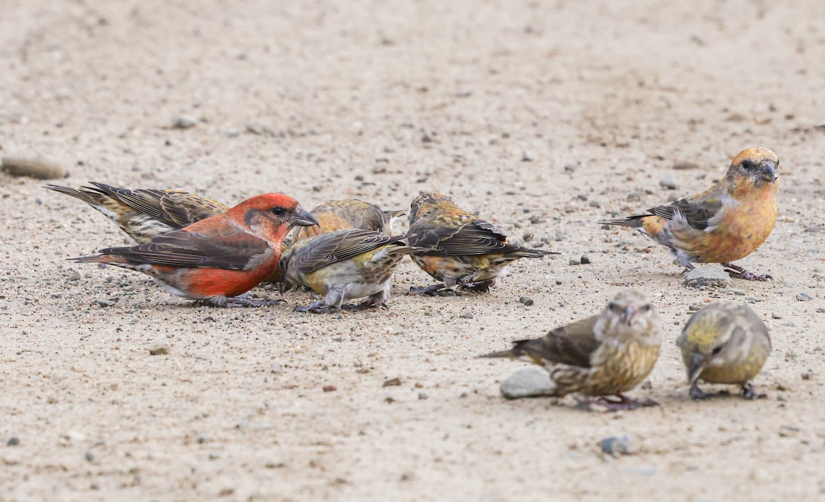 Mokoker arrunta - ML645755149