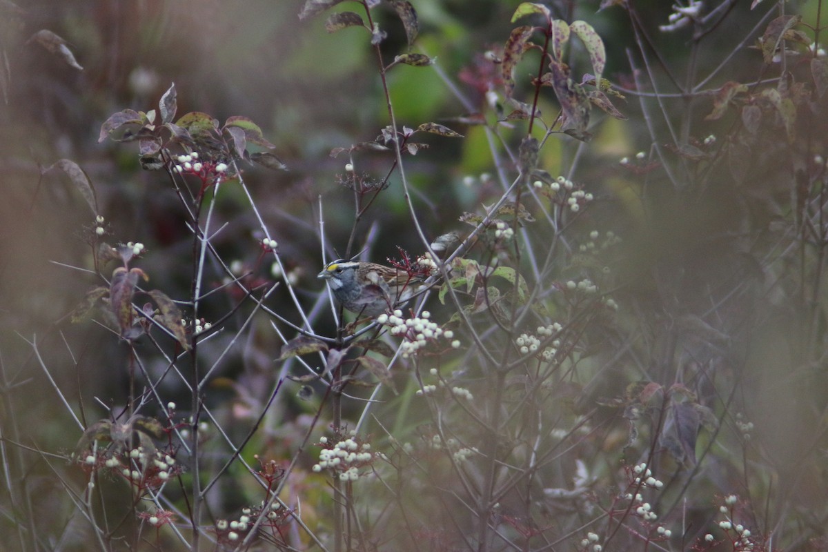 White-throated Sparrow - ML645755153