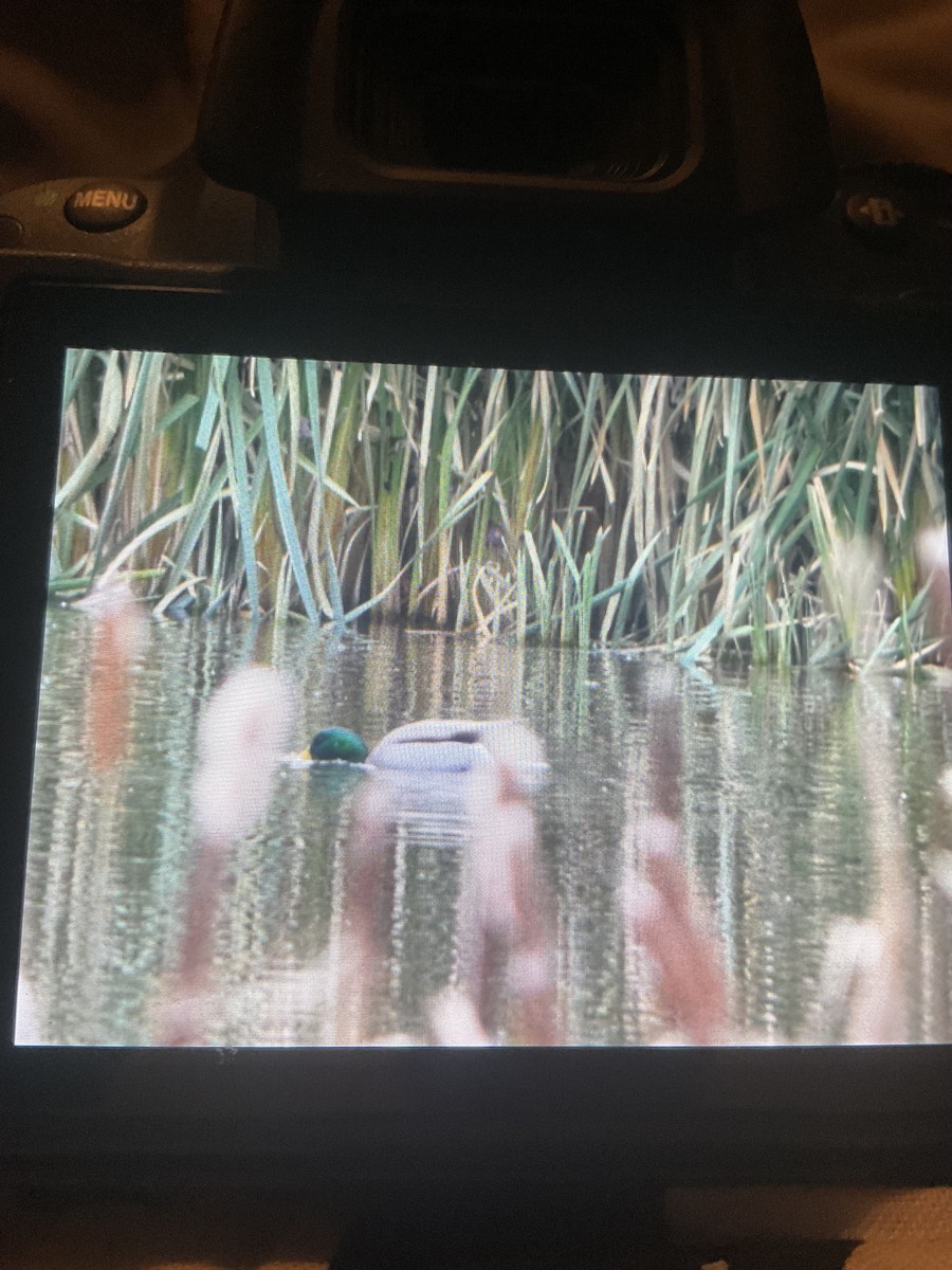 綠頭鴨 - ML645755162