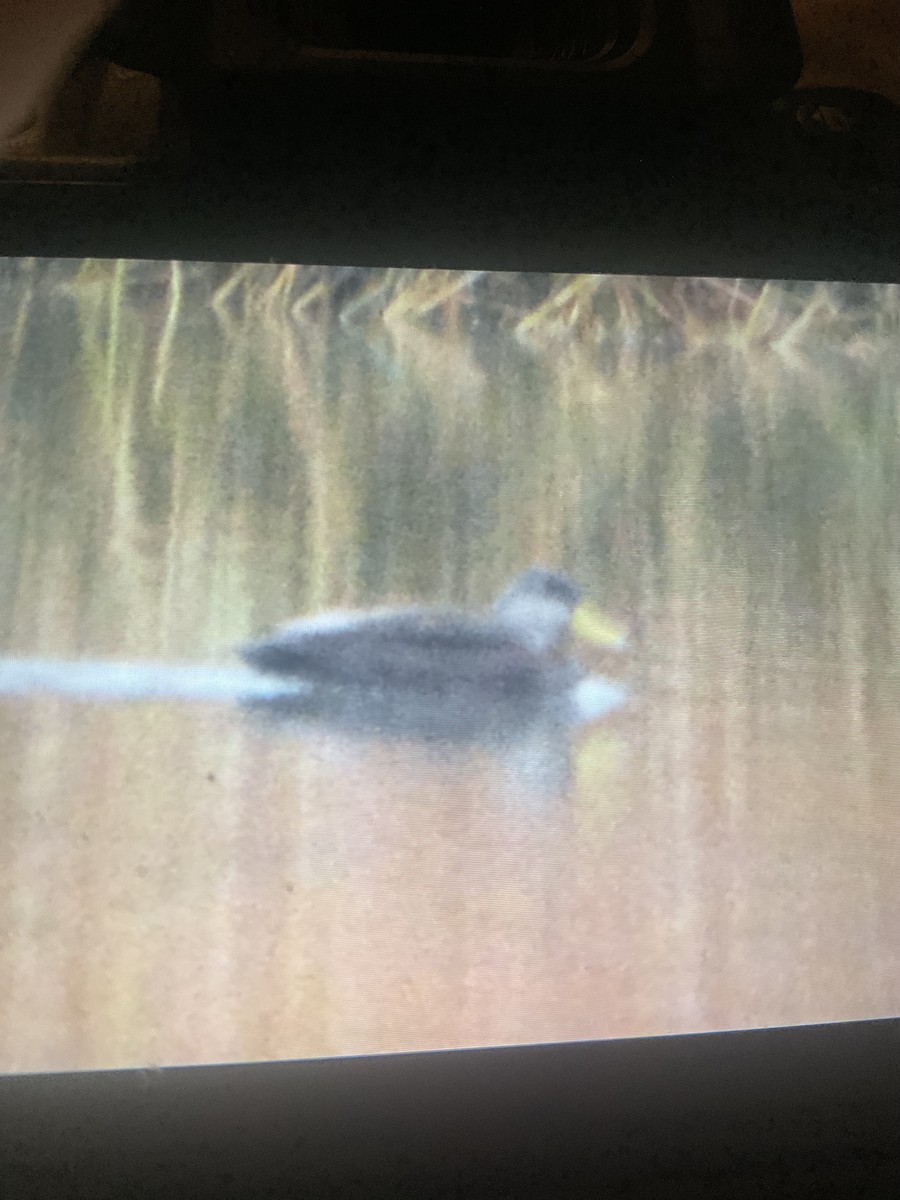 American Black Duck - ML645755172