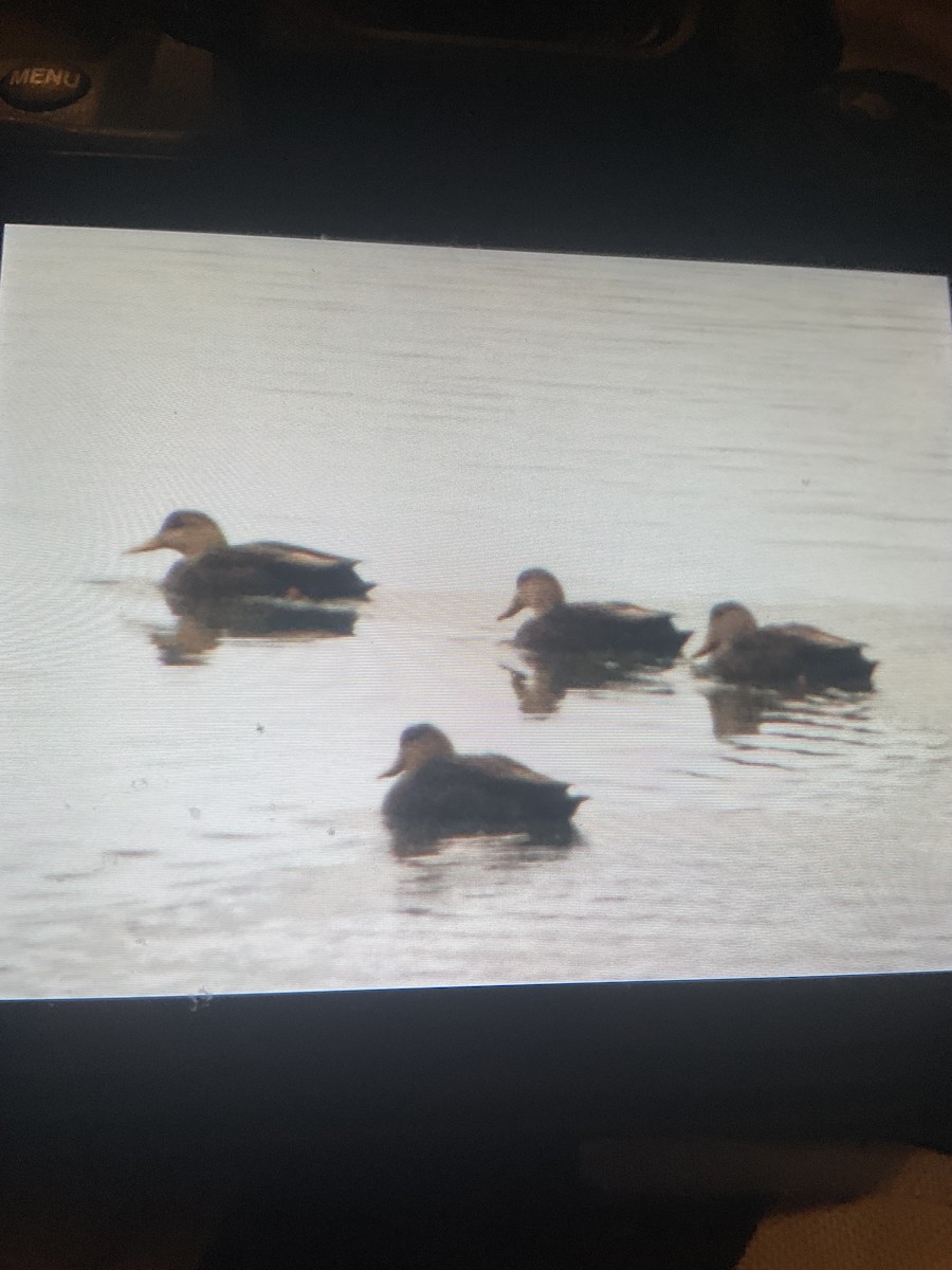 American Black Duck - ML645755173