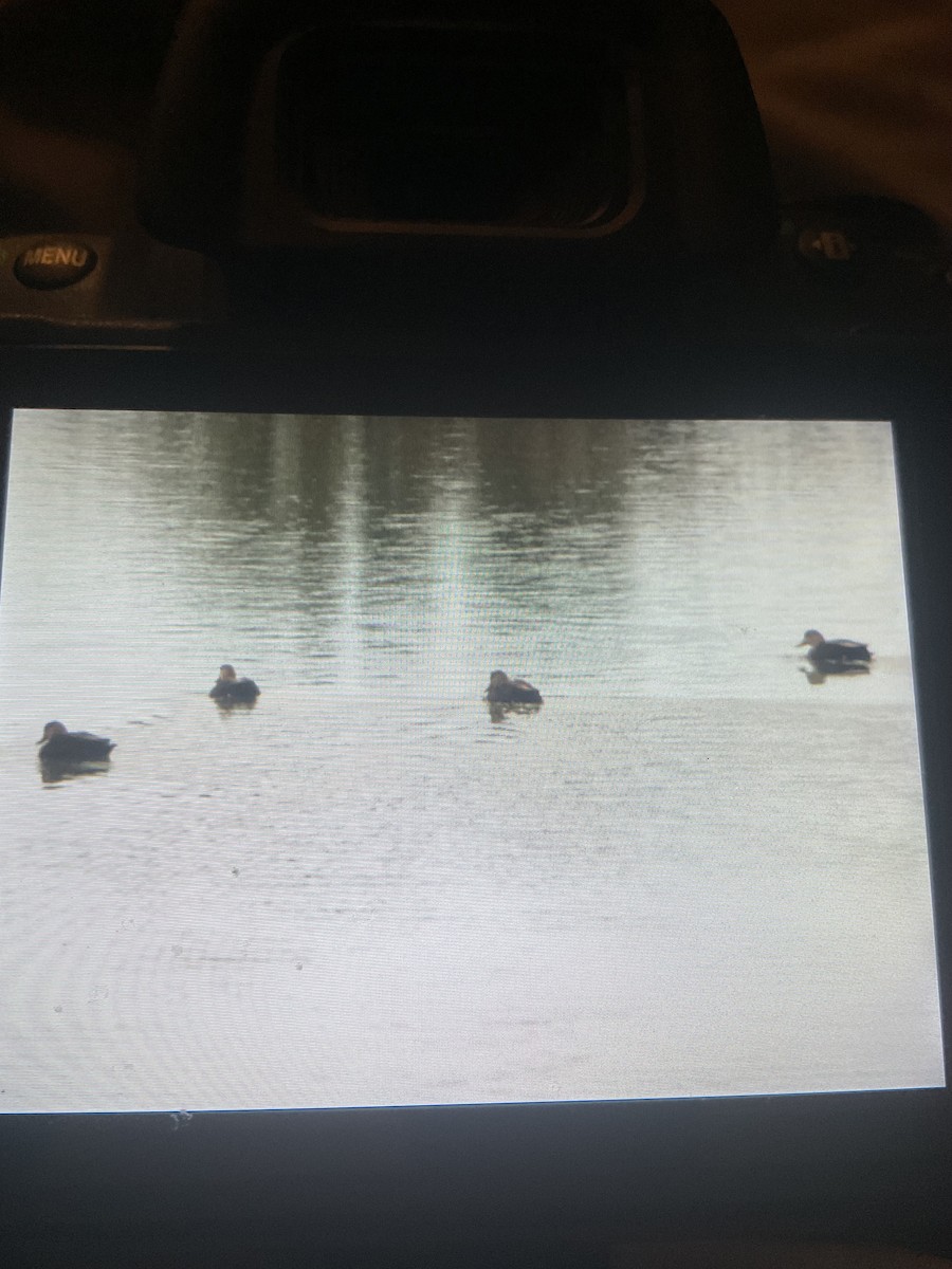American Black Duck - ML645755174