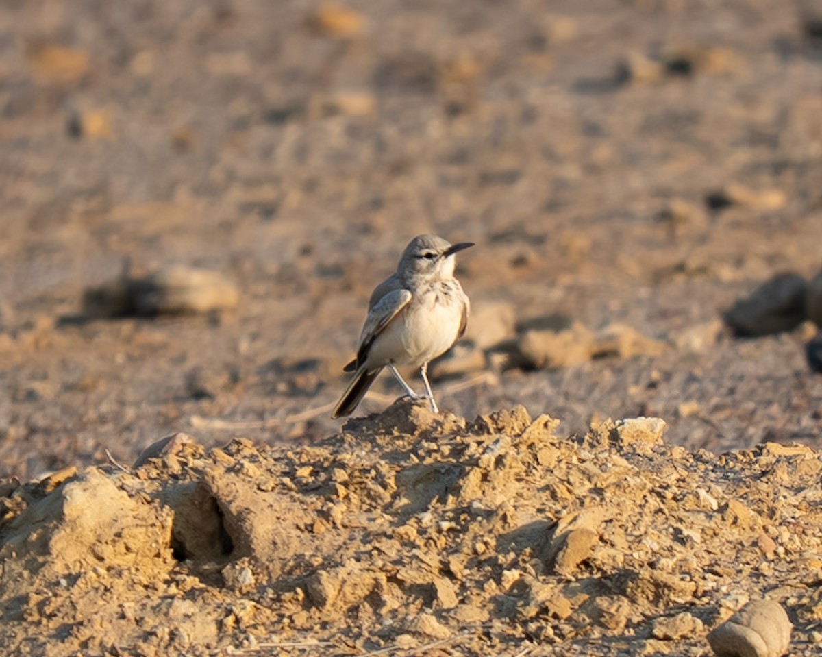 Greater Hoopoe-Lark - ML645755182