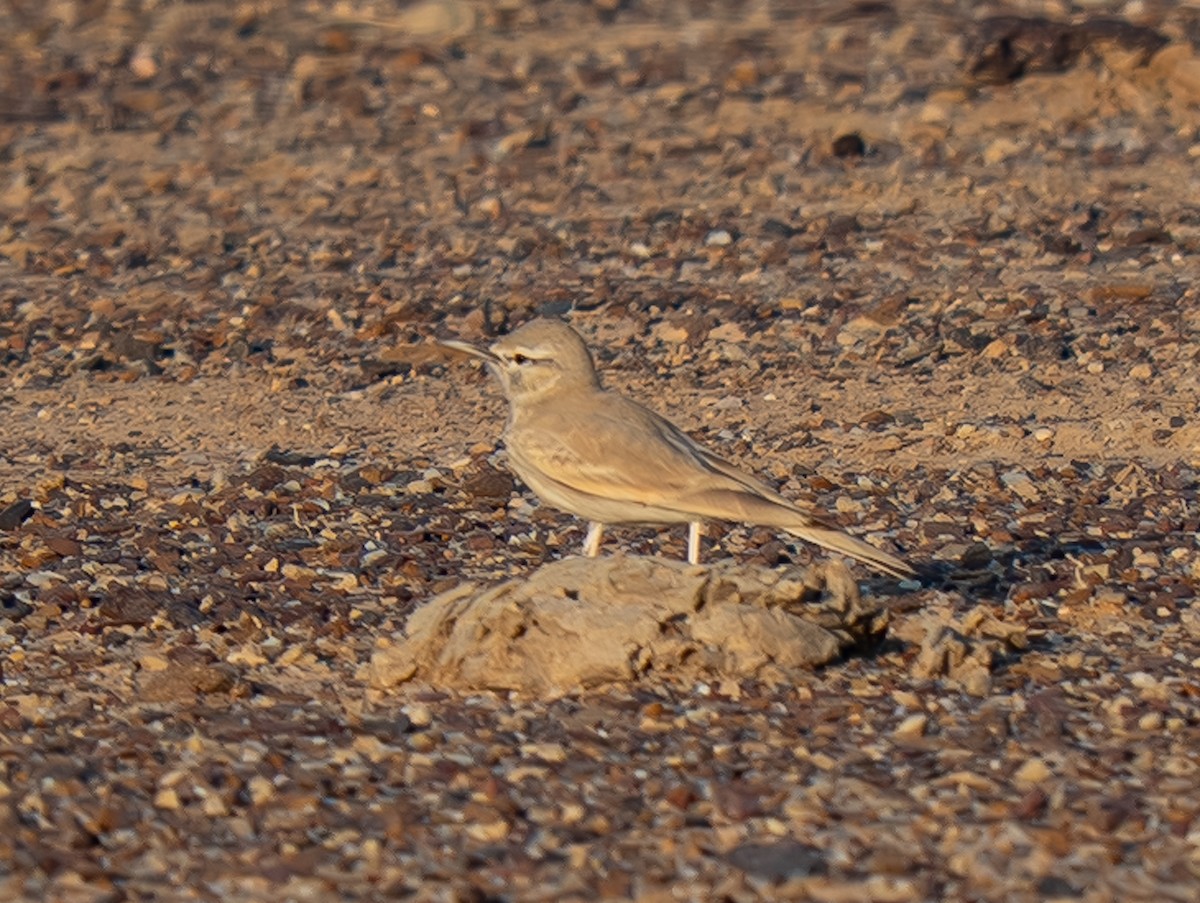 Greater Hoopoe-Lark - ML645755183