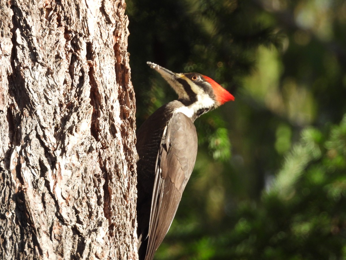 Pileated Woodpecker - ML645755201