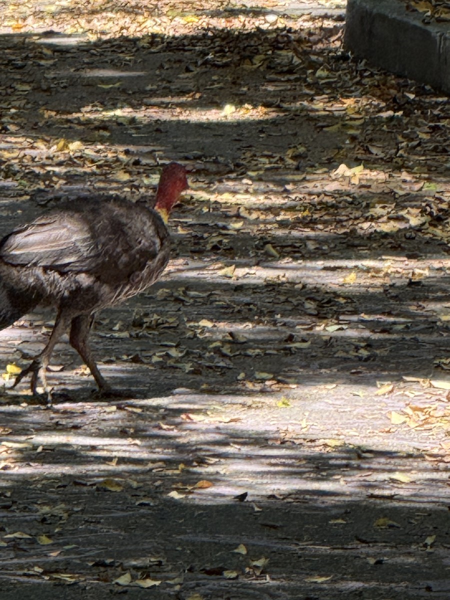 tabon brunátný - ML645755219