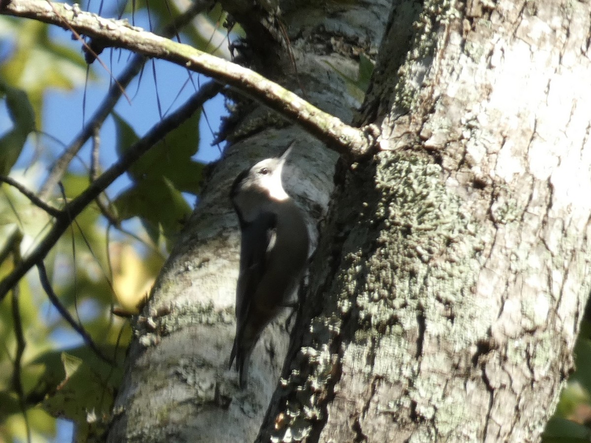White-breasted Nuthatch - ML645755221