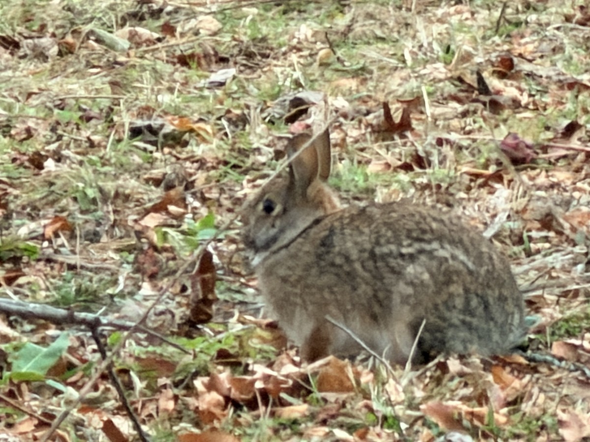 棉尾兔屬 - ML645755222