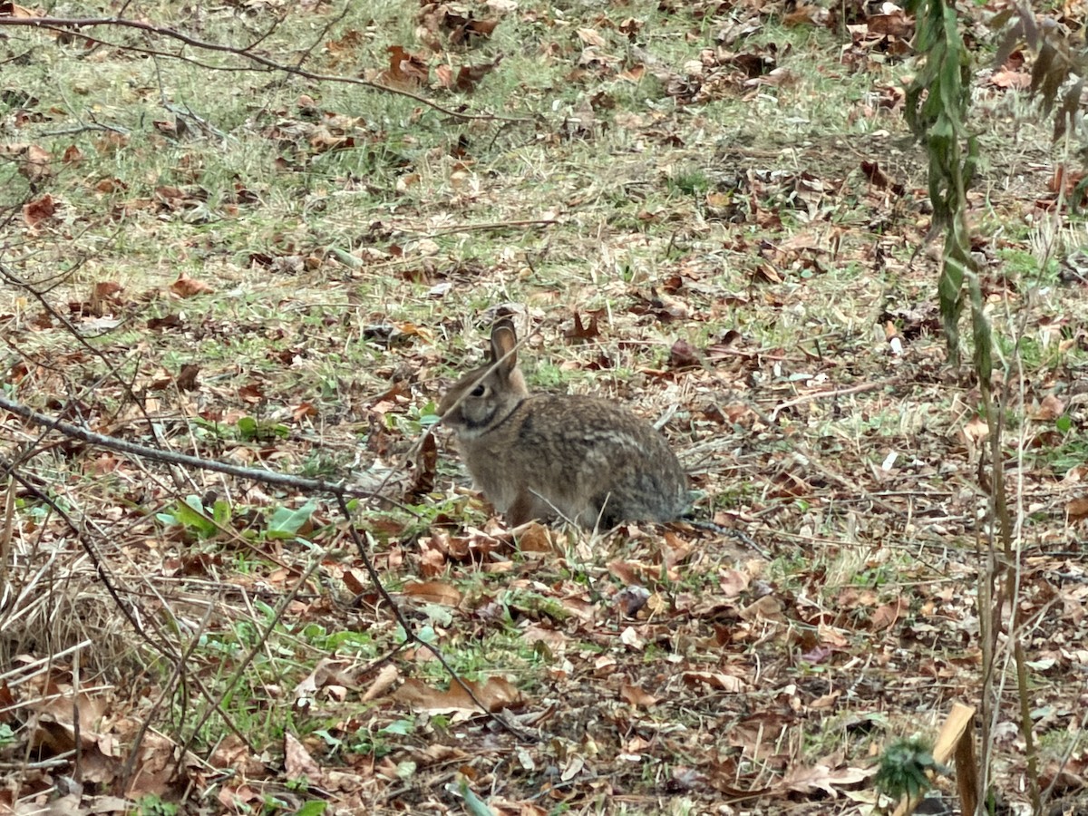 棉尾兔屬 - ML645755223