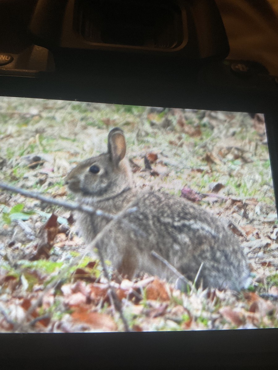 棉尾兔屬 - ML645755224