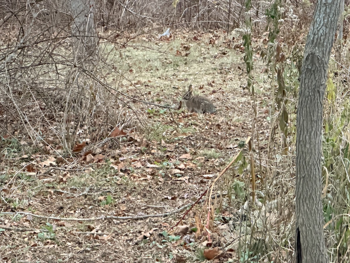 棉尾兔屬 - ML645755225