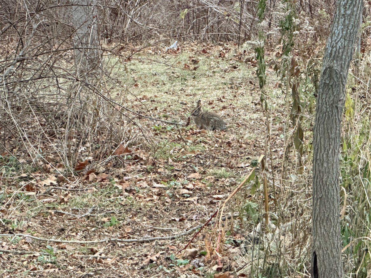 棉尾兔屬 - ML645755226