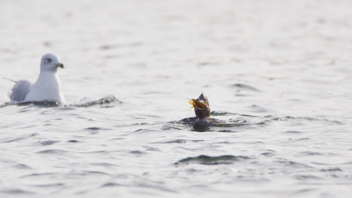 Başlıklı Tarakdiş - ML645755235