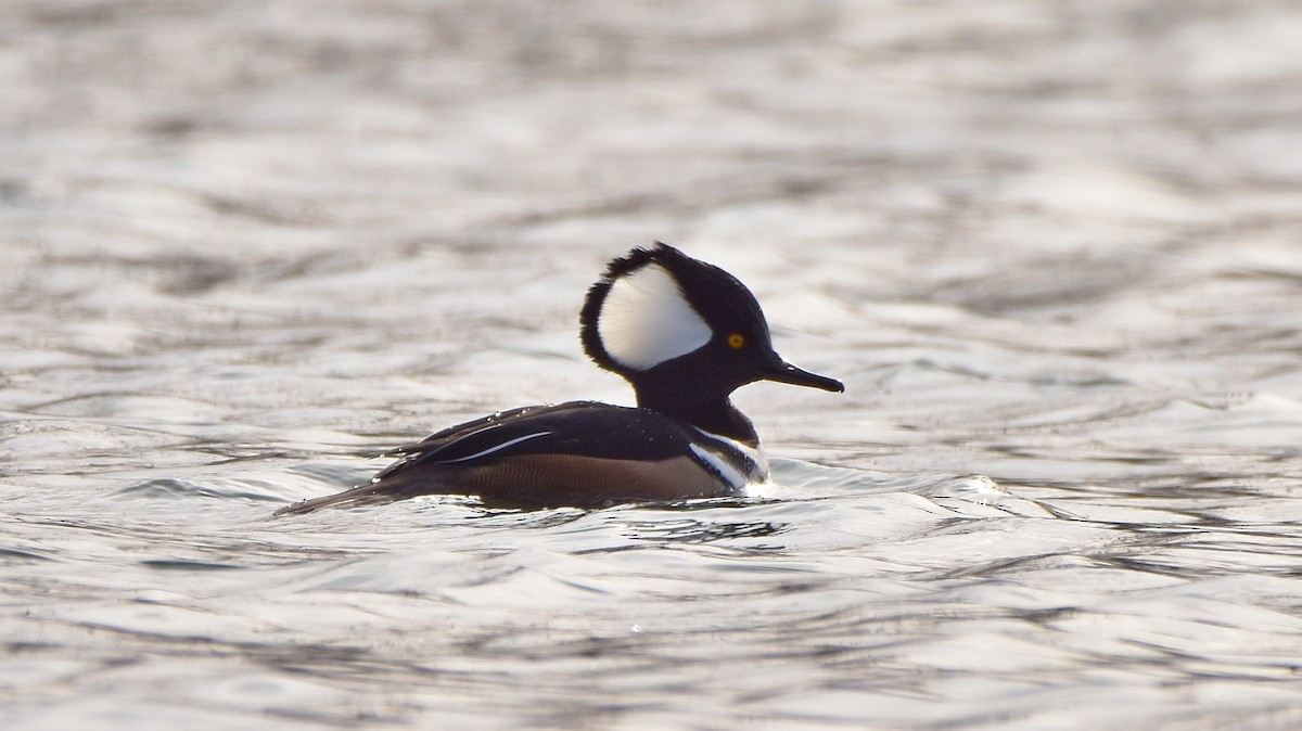 Başlıklı Tarakdiş - ML645755243