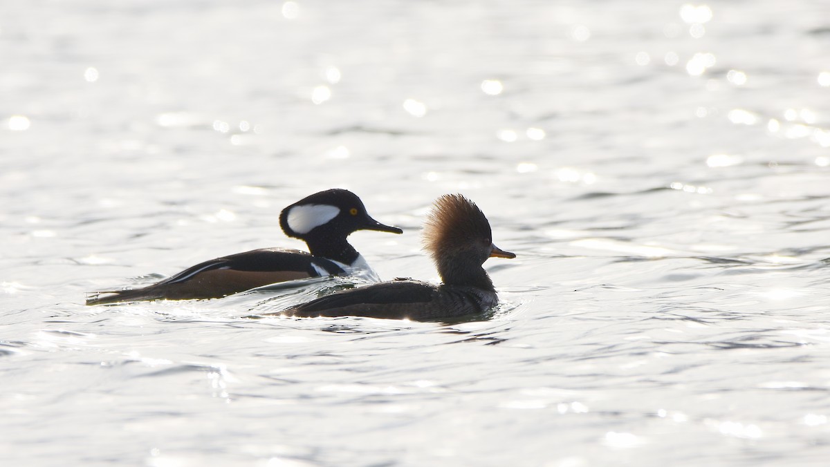 Başlıklı Tarakdiş - ML645755258