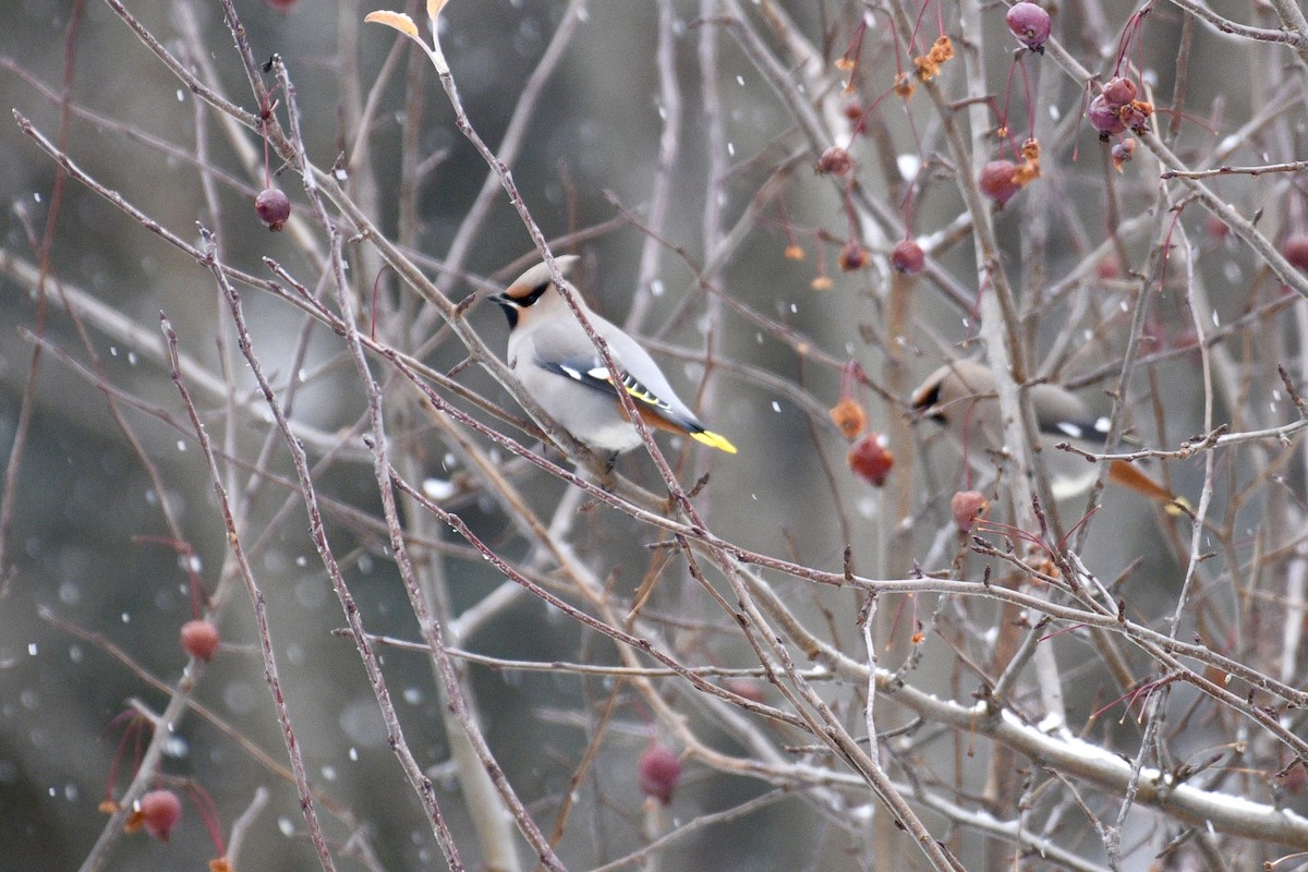 Buztanori boreala - ML645755259