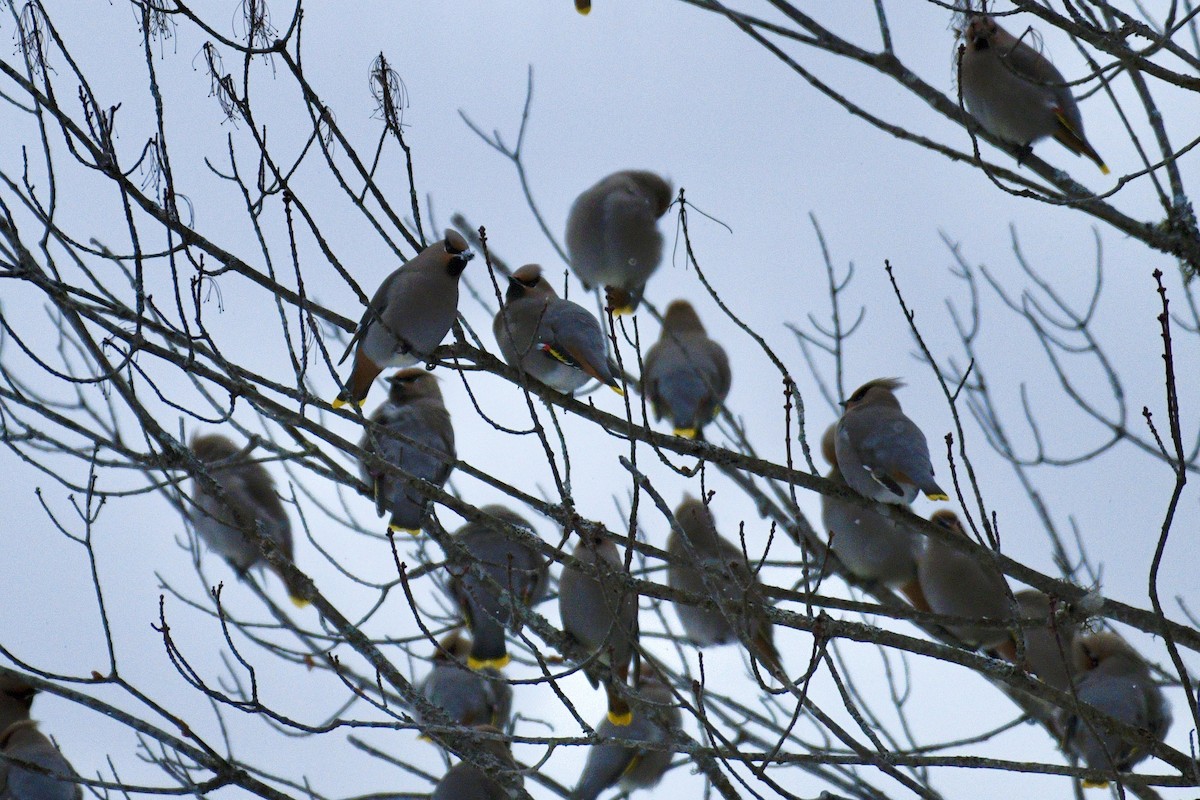 Buztanori boreala - ML645755260