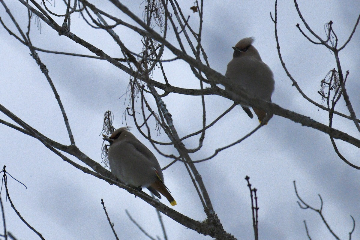 Buztanori boreala - ML645755261