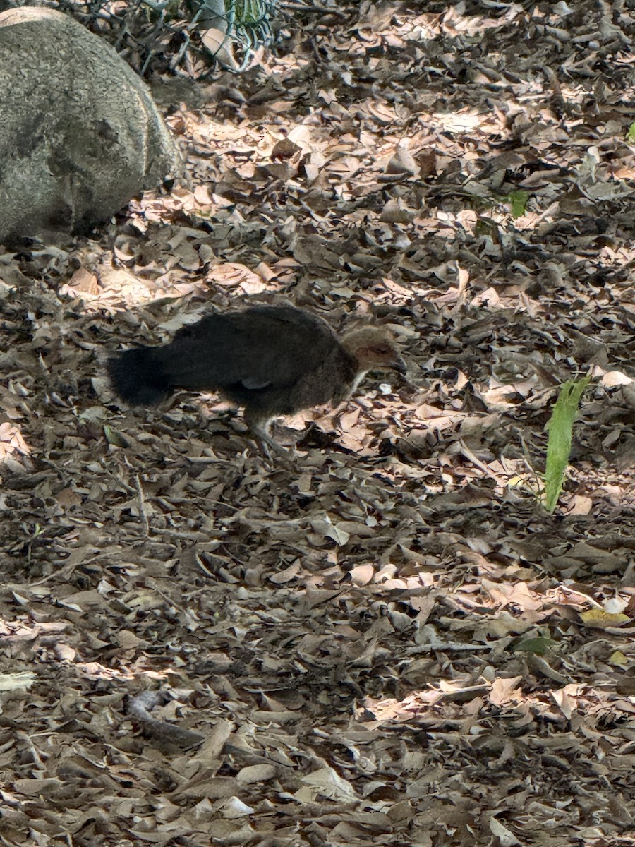 tabon brunátný - ML645755262