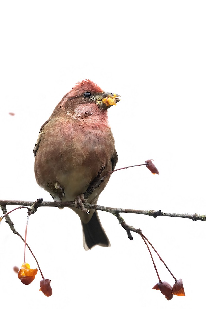 Purple Finch - ML645755267