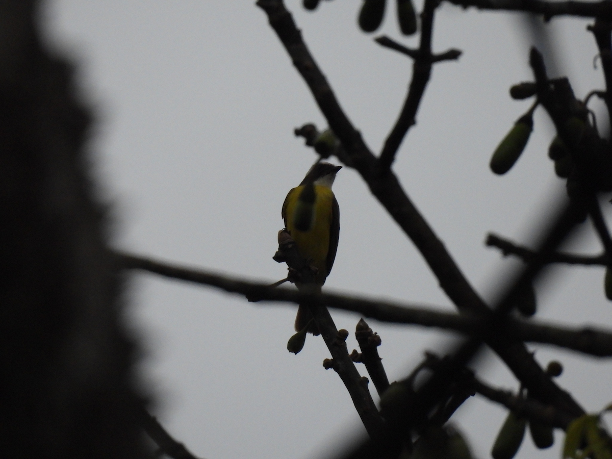 Sosyal Tiran - ML645755269