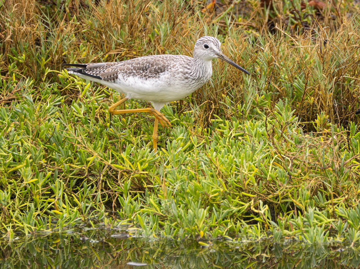 Greater Yellowlegs - ML645755272