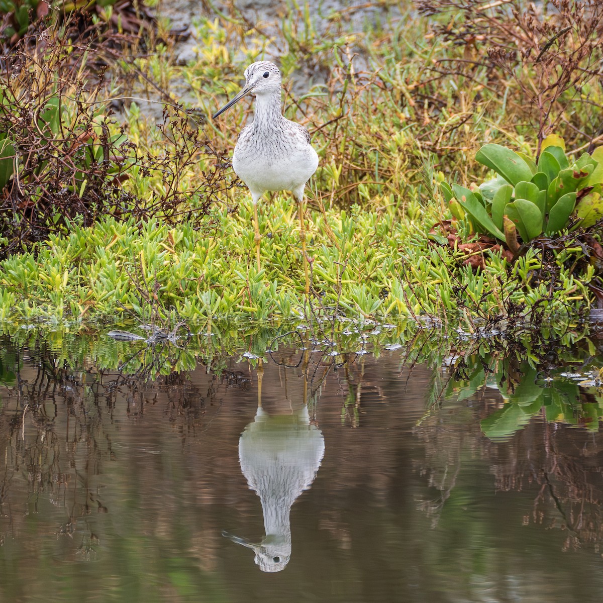 Greater Yellowlegs - ML645755273