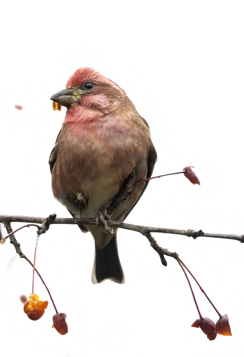 Purple Finch - ML645755275