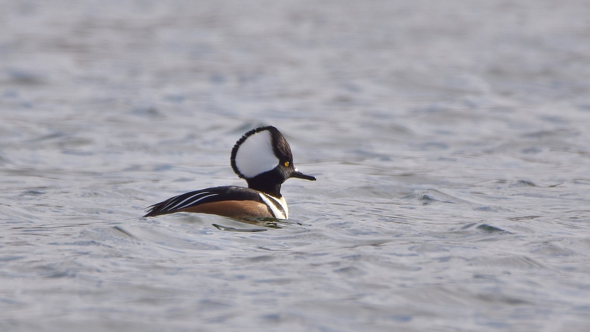 Başlıklı Tarakdiş - ML645755277