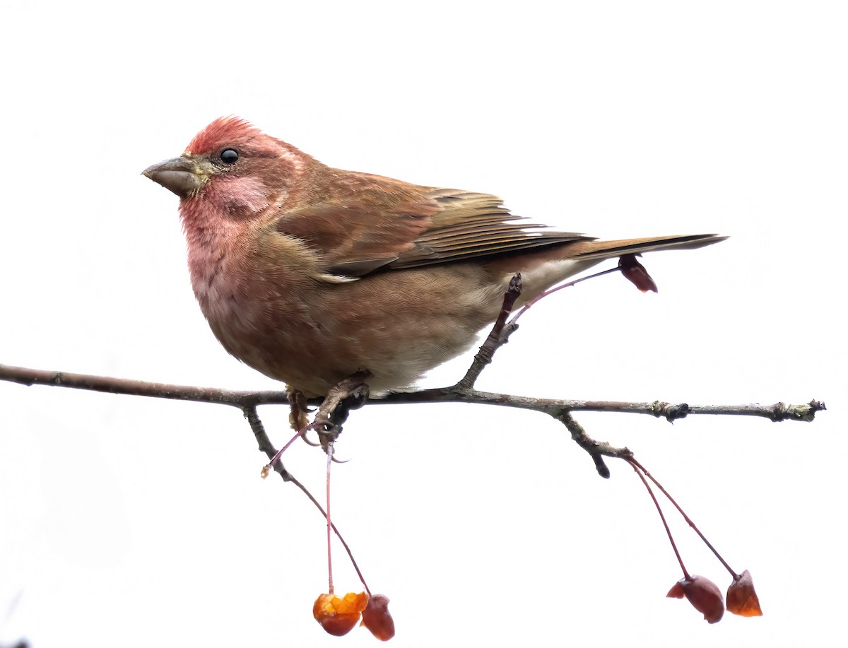 Purple Finch - ML645755283